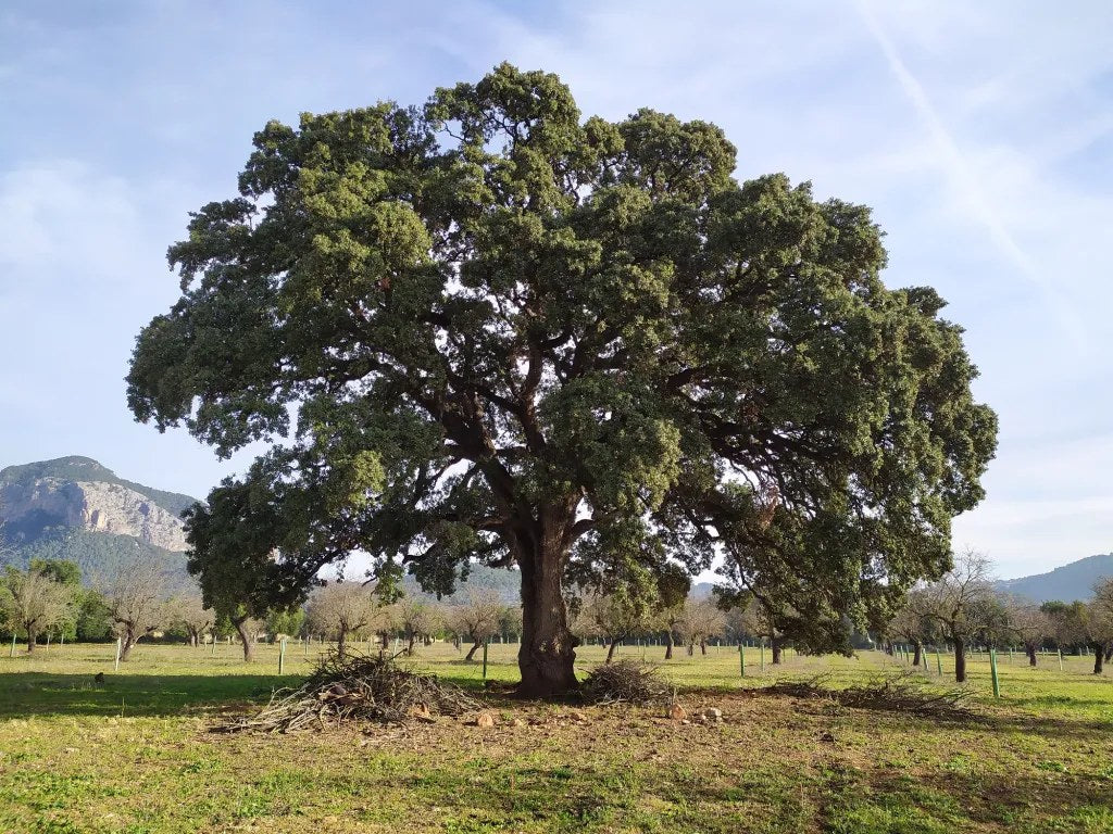 Encinar, origen del carbón vegetal de encina BLACK ESSENCE